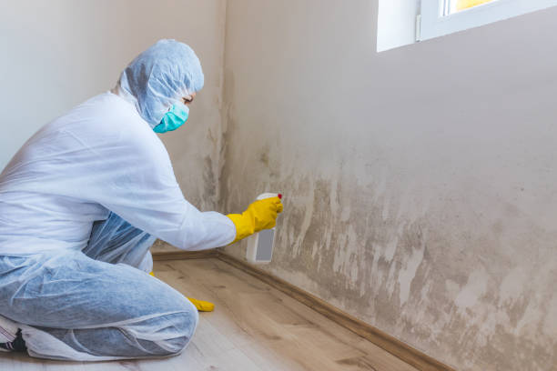 Professional mold removal team in Ledgewood