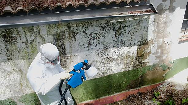 Mold Removal service in Ledgewood